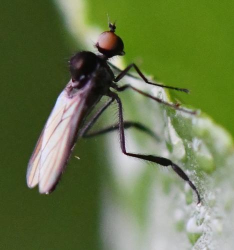 Bicellaria sp.